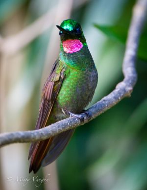 c83-hummingbird 7.jpg